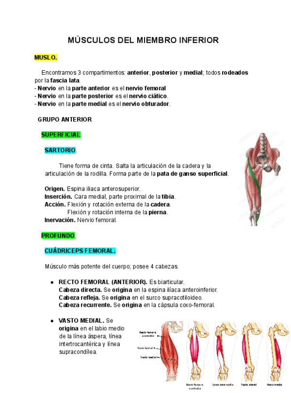 Miniatura del documento MUSCULOS-DEL-MIEMBRO-INFERIOR-parte-2.pdf