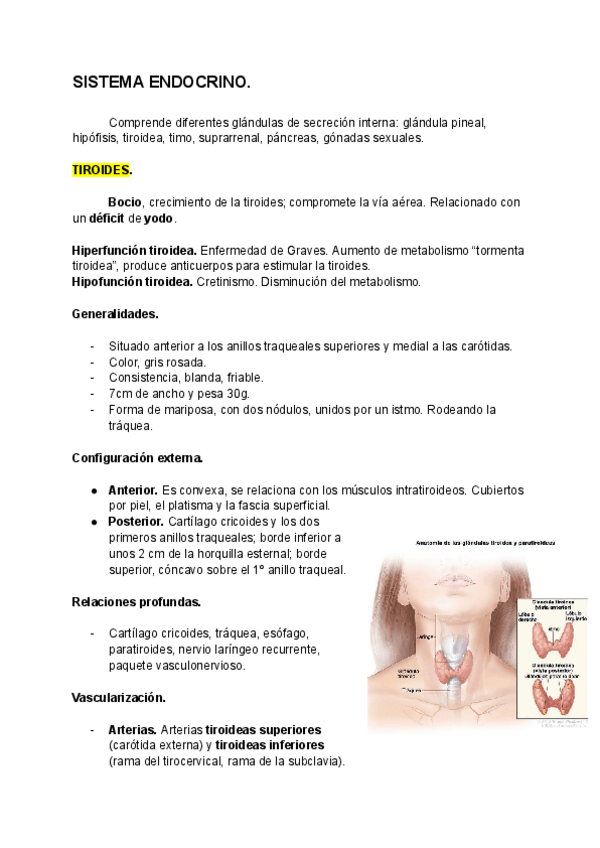 Miniatura del documento SISTEMA-ENDOCRINO.pdf