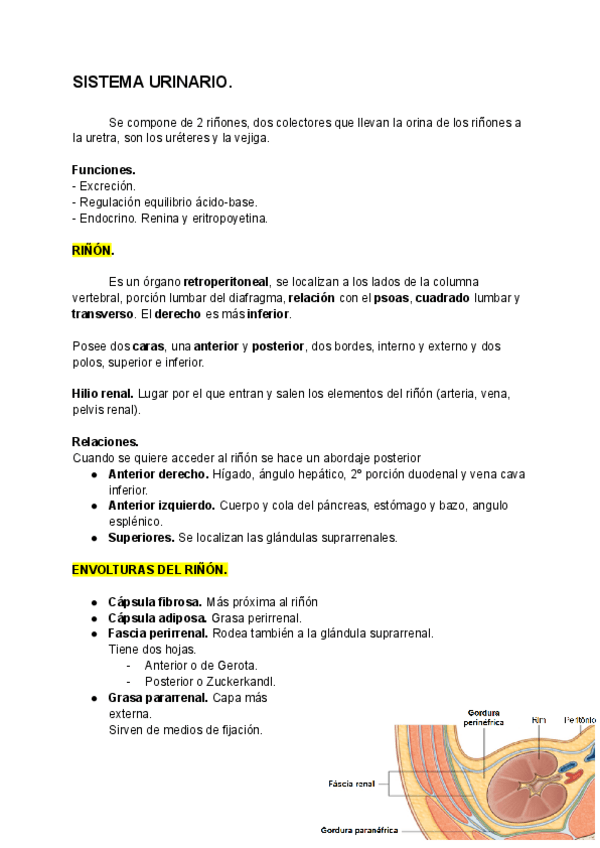 Miniatura del documento SISTEMA-URINARIO.pdf