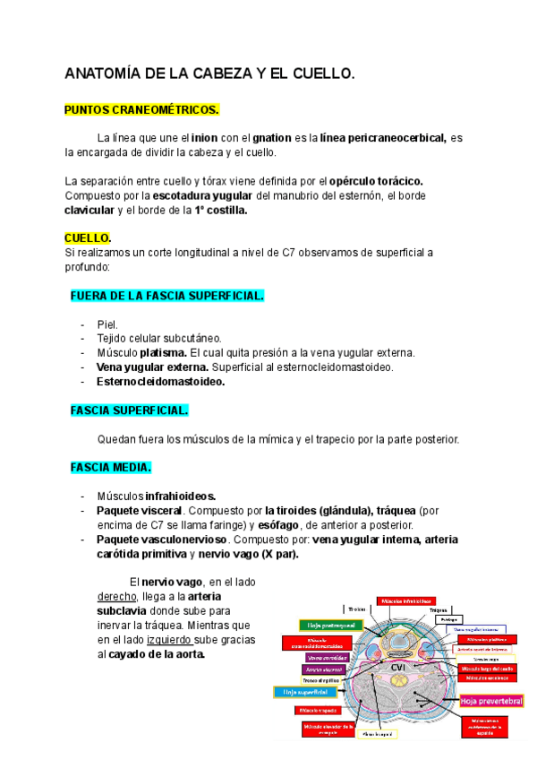 Miniatura del documento ANATOMIA-DE-LA-CABEZA-Y-EL-CUELLO.pdf