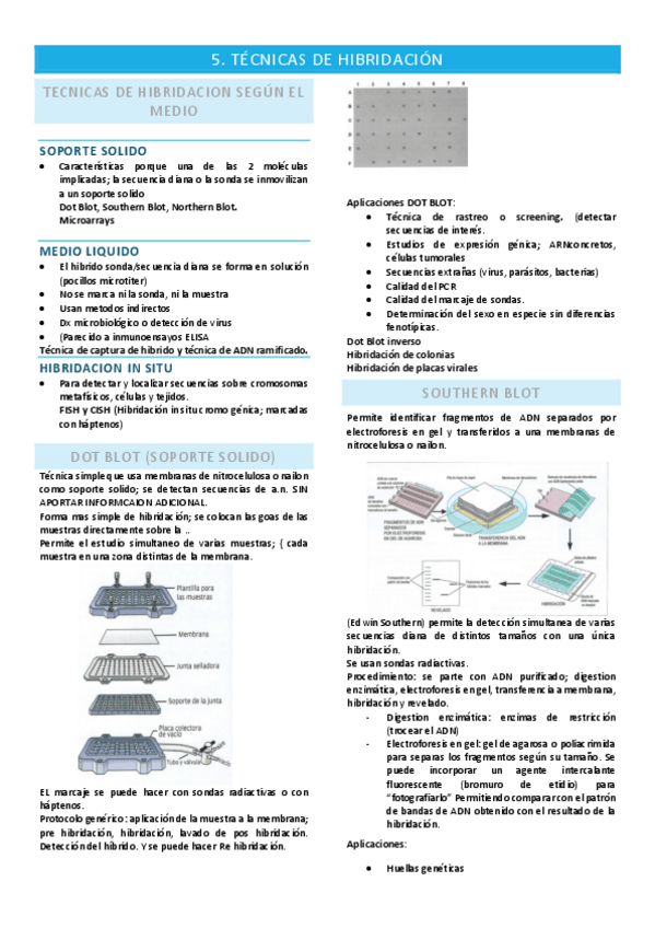 Miniatura del documento 5.-BM.-5.-TECNICAS-DE-HIBRIDACION-1.pdf