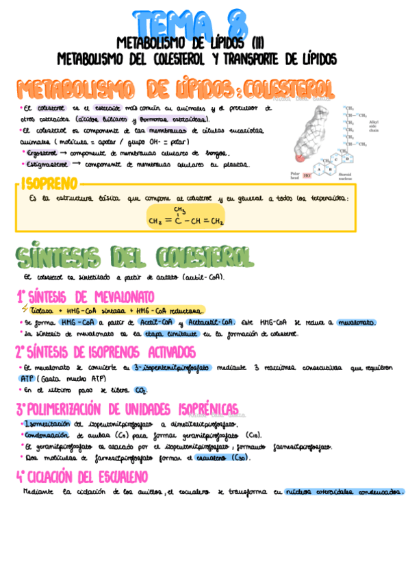 Miniatura del documento Tema-8-Metabolismo-Del-Colesterol-Y-Transporte-De-Lipidos.pdf