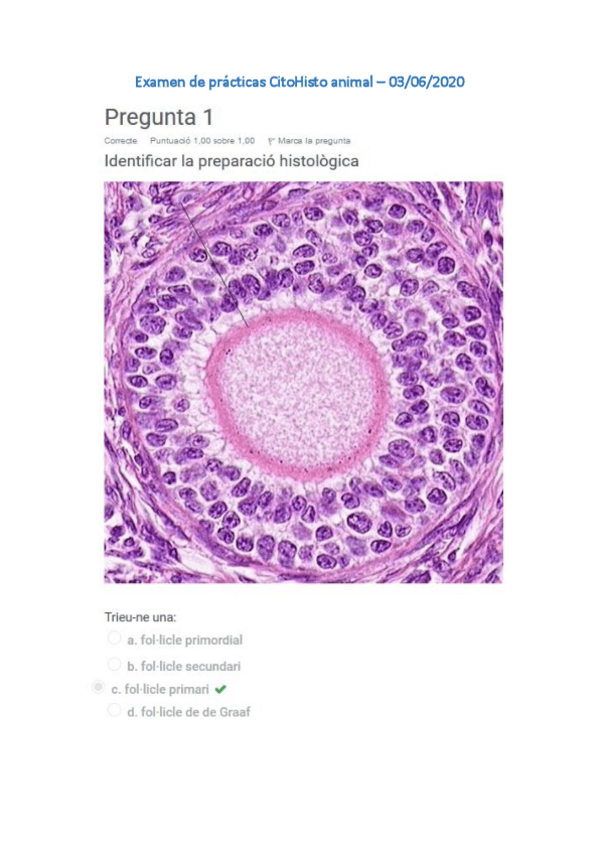 Miniatura del documento Examen-practiques-histolo-2020.pdf
