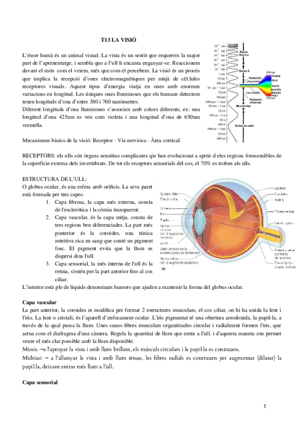 Miniatura del documento T13-PSICOFISIO.docx