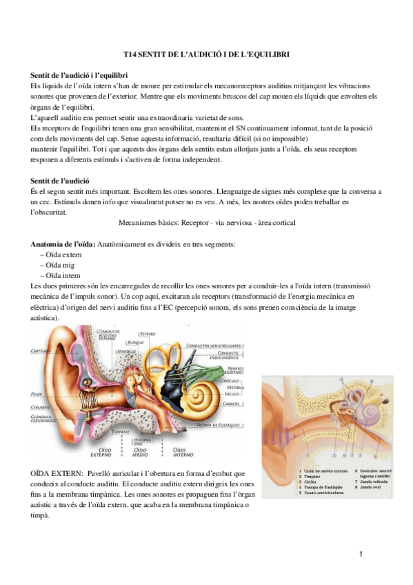 Miniatura del documento T14-PSICOFISIO.docx