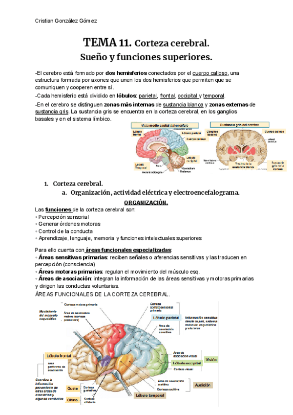 Miniatura del documento FISIOLOGiA-T11.pdf