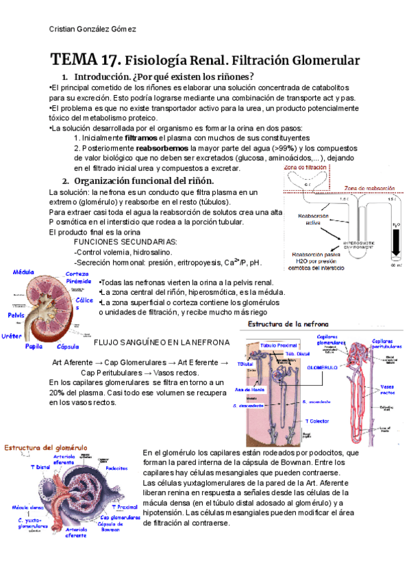 Miniatura del documento FISIOLOGIA-T17.pdf