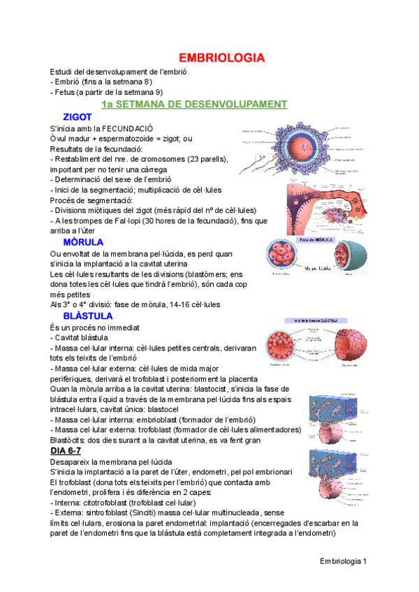 Miniatura del documento Embriologia.pdf