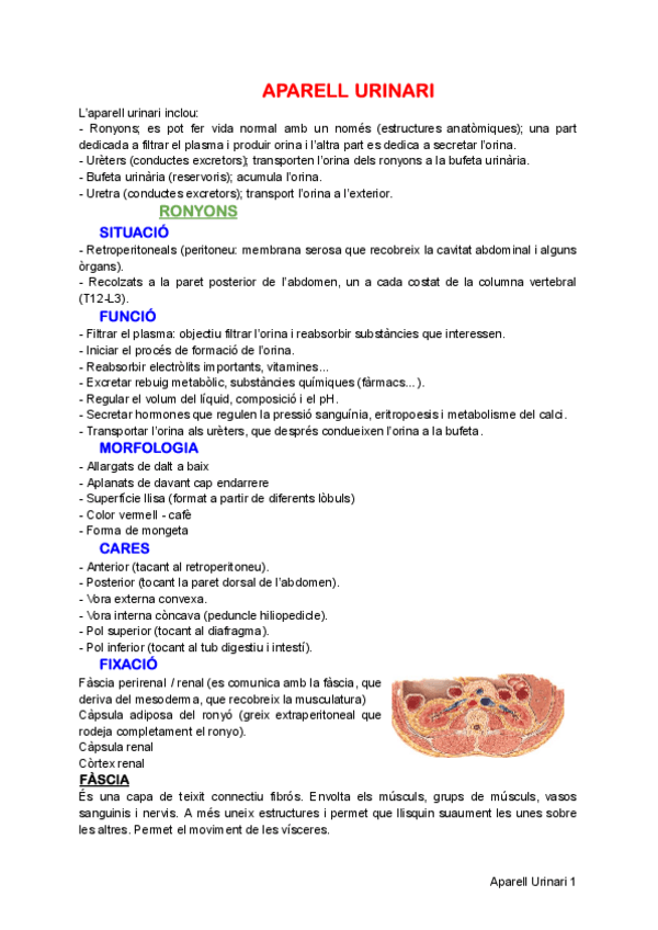 Miniatura del documento Urinari-i-reproductor-femeni-i-masculi.pdf