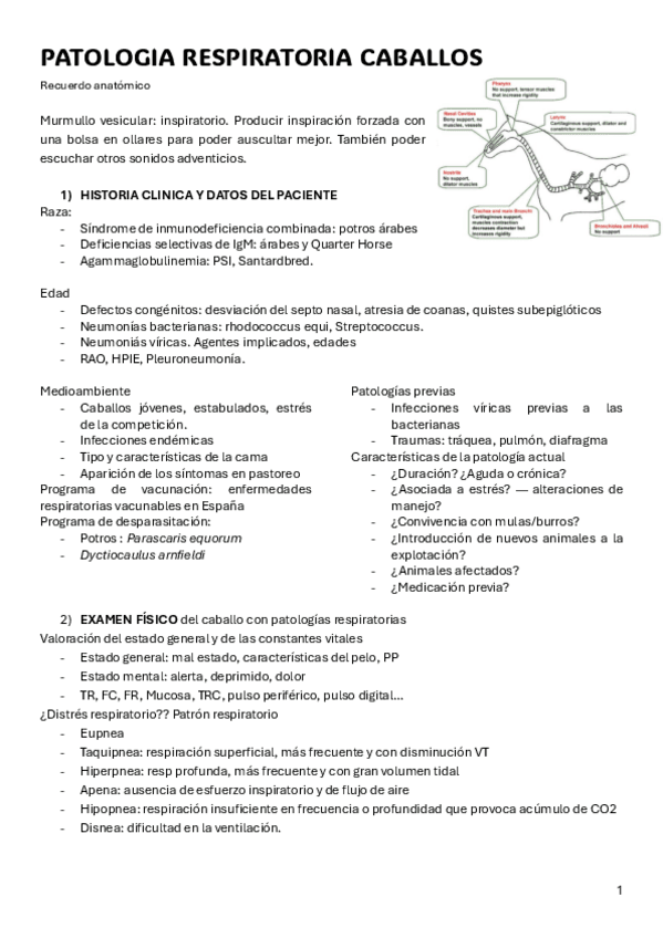 Miniatura del documento Medicas-Caballos.-2C.pdf