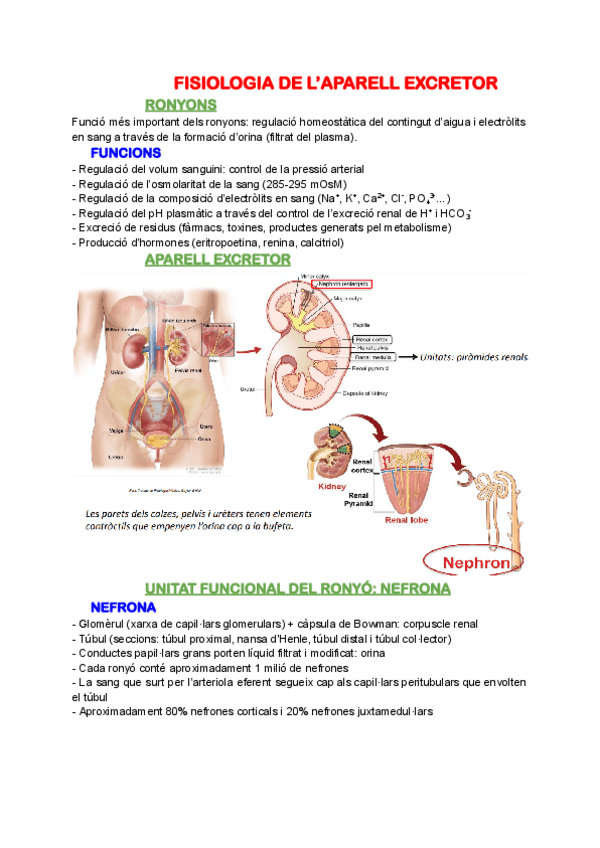 Miniatura del documento Aparell-excretor.pdf