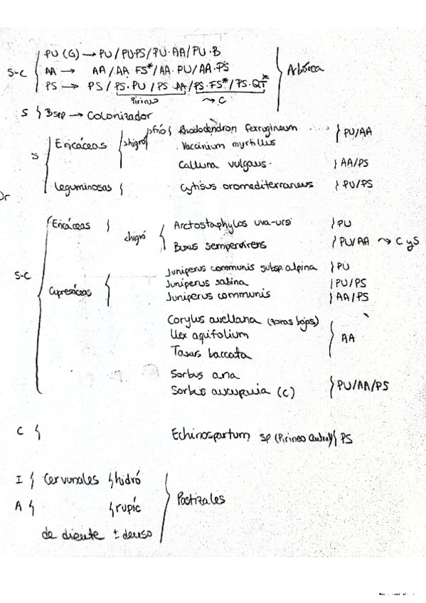 Miniatura del documento Resumen CONIFERAS MONTAÑA.pdf
