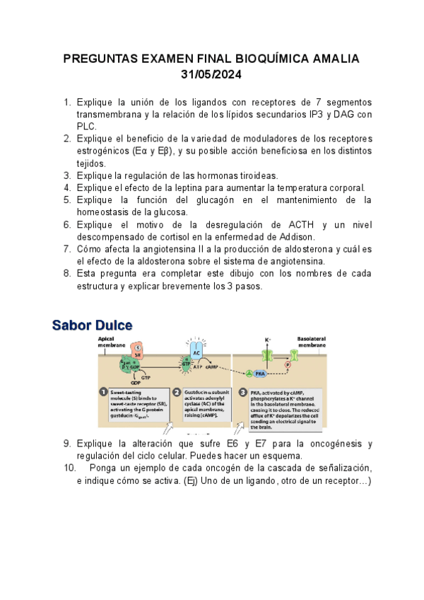 Miniatura del documento PREGUNTAS-EXAMEN-FINAL-BIOQUIMICA-AMALIA-31052024.pdf