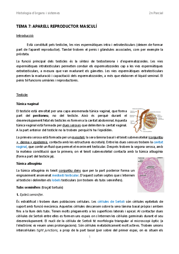 Miniatura del documento Tema-7Aparell-reproductor-masculi.pdf
