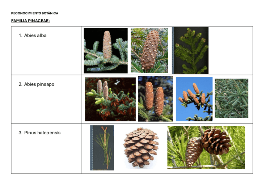 Miniatura del documento RECO-BOTANICA-COMPLETO.pdf