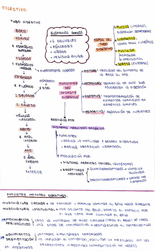 Miniatura del documento DIGESTIVO.pdf