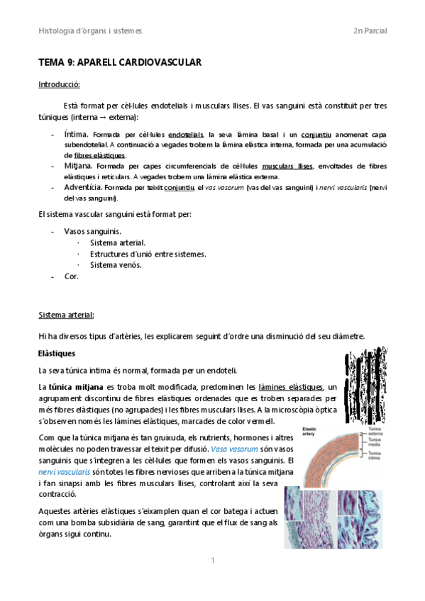 Miniatura del documento Tema-9Aparell-cardiovascular.pdf