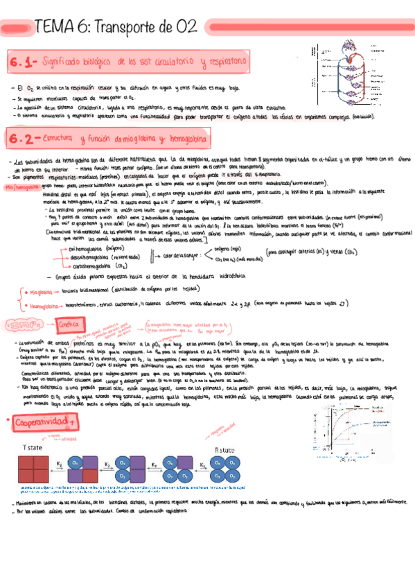 Miniatura del documento Tema-6-12_Bioquímica.pdf