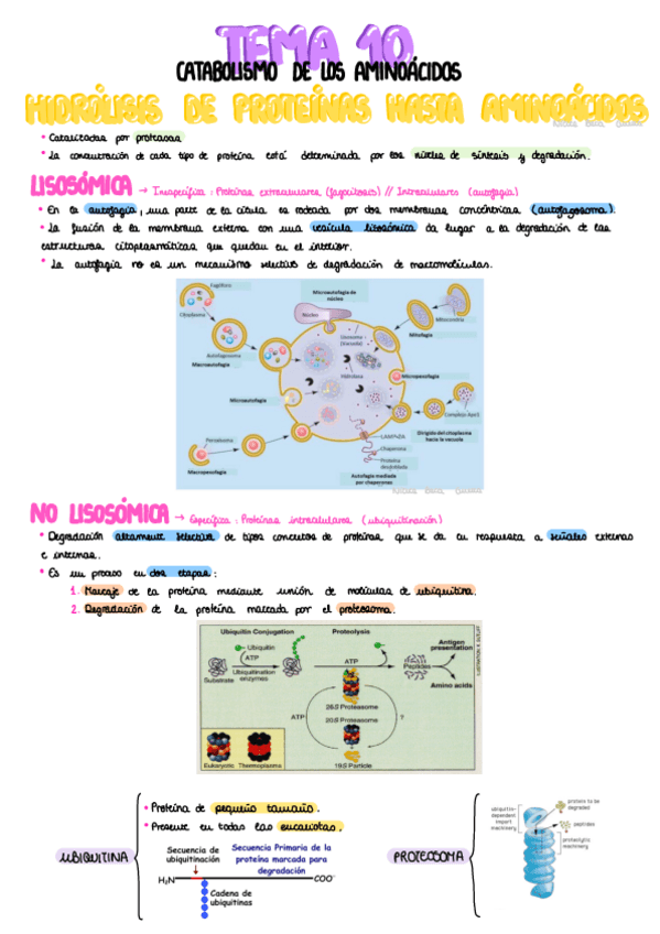Miniatura del documento Tema-10-Catabolismo-De-Los-Aminoacidos.pdf