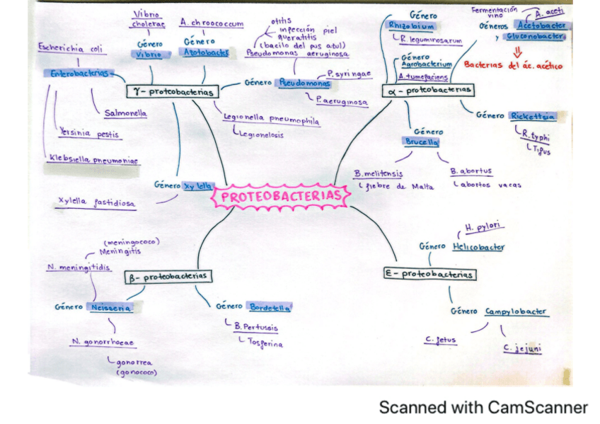 Miniatura del documento TEMA-12B-TAXONOMIA.pdf