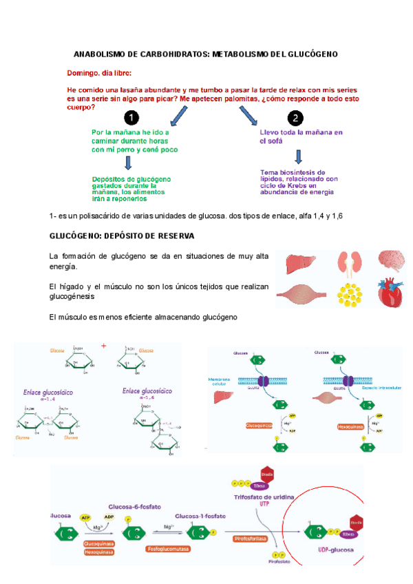 Miniatura del documento ANABOLISMO-DE-CARBOHIDRATOS-METABOLISMO-DEL-GLUCOGENO.pdf