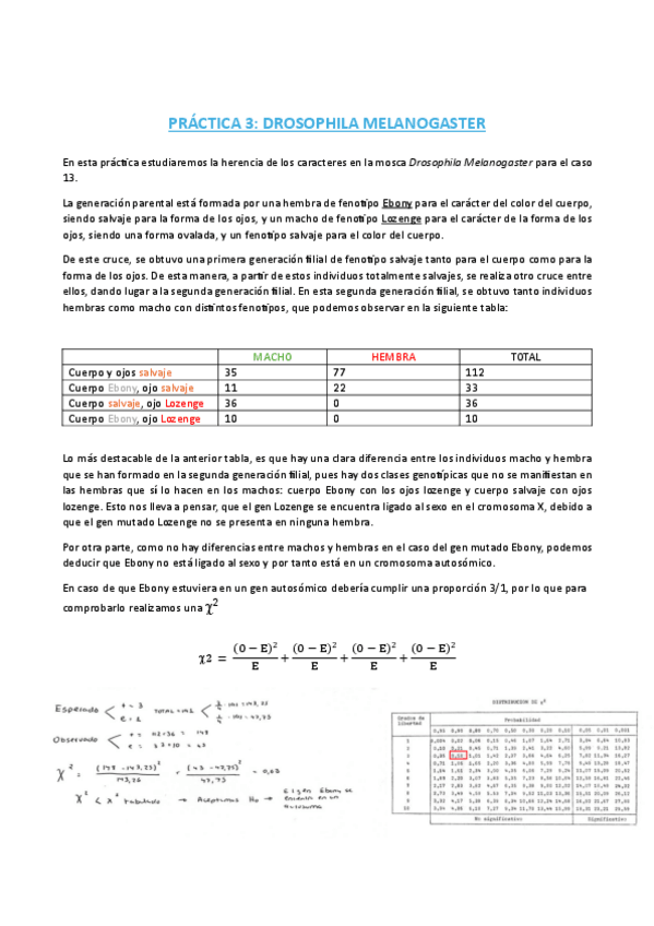 Miniatura del documento Practica-Drosophila-Melanogaster-Caso-13.pdf