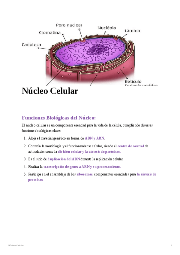 Miniatura del documento Nucleo-Celular.pdf