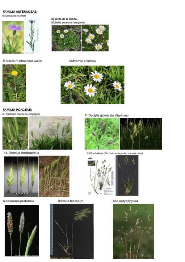 Miniatura del documento visu-botanica-2024.pdf