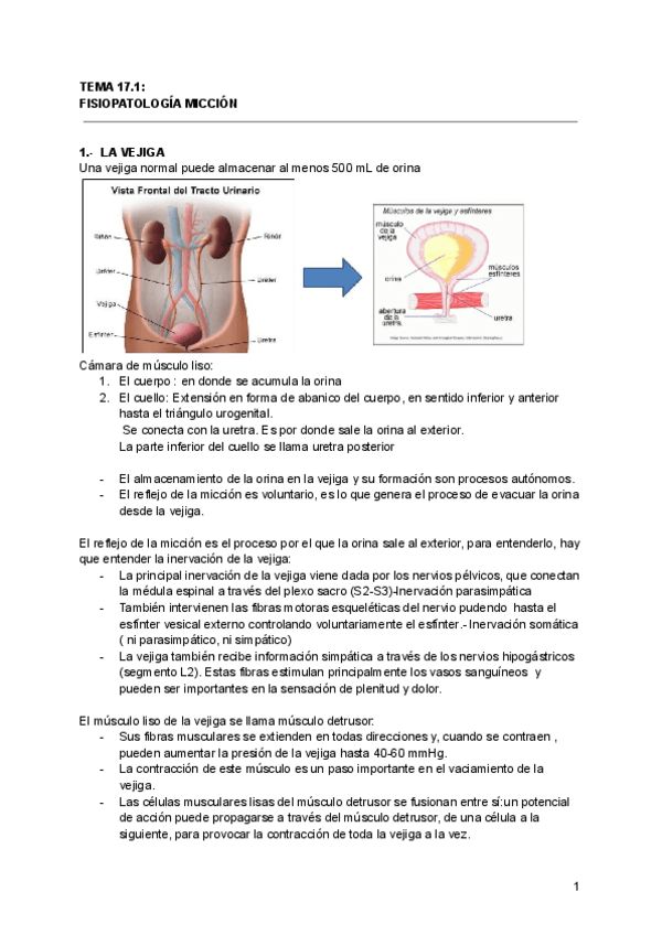 Miniatura del documento T17.FISIOPATOLOGIA-MICCION.pdf