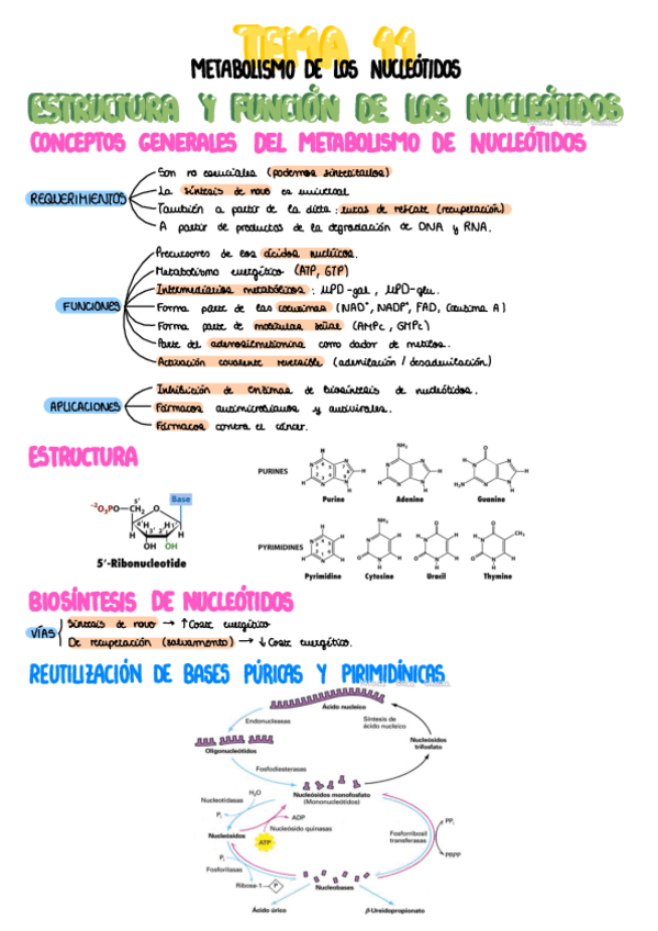 Miniatura del documento Tema-11-Metabolismo-De-Los-Nucleotidos.pdf