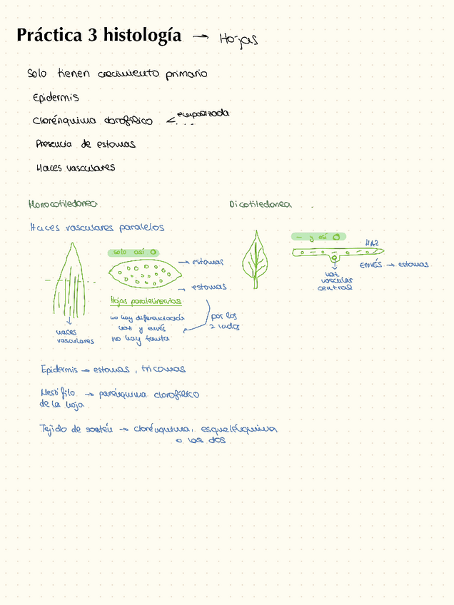 Miniatura del documento Practica-3-histologia.pdf