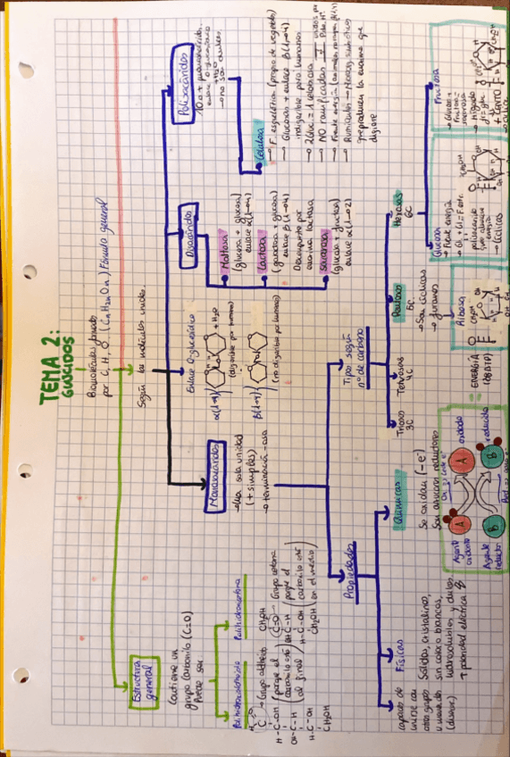 Miniatura del documento ESQUEMA-BIOLOGIA-GLUCIDOS.pdf