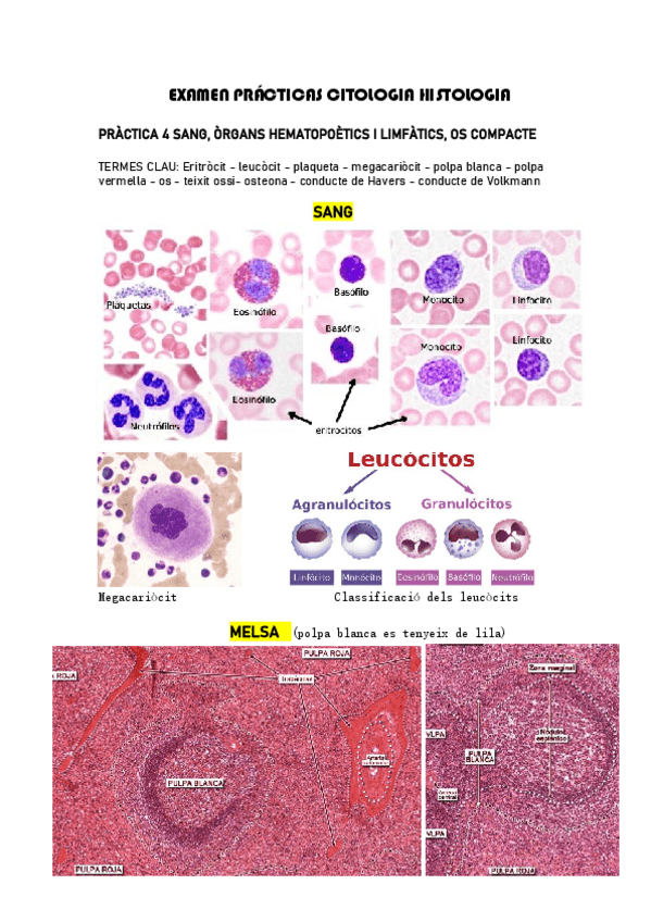 Miniatura del documento EXAMEN-PRACTICAS-CITOLOGIA-HISTOLOGIA.pdf