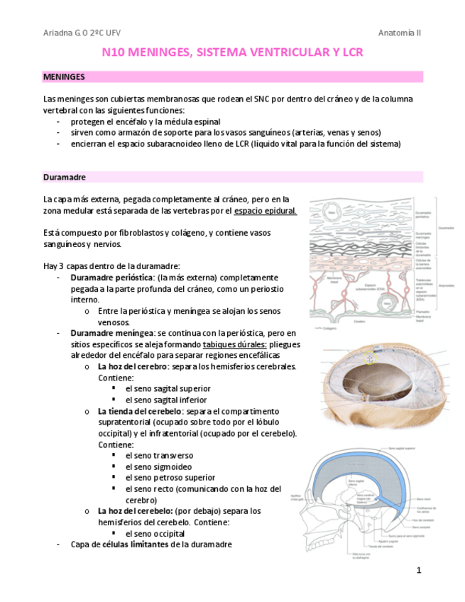 Miniatura del documento N10-meninges-videos-yasmi.pdf