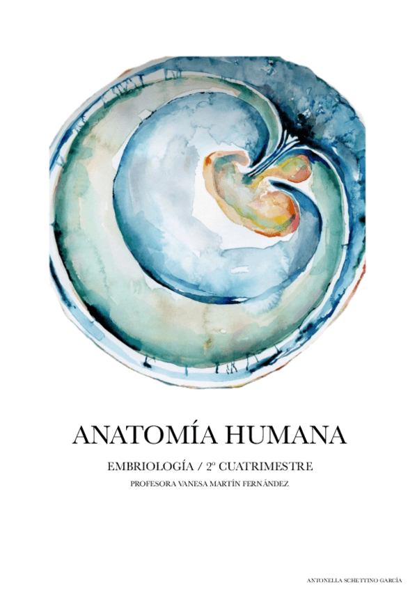Miniatura del documento Apuntes-de-embriologia-Anatomia-Fisioterapia.pdf