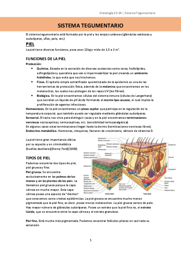 Miniatura del documento SISTEMA-TEGUMENTARIO.pdf