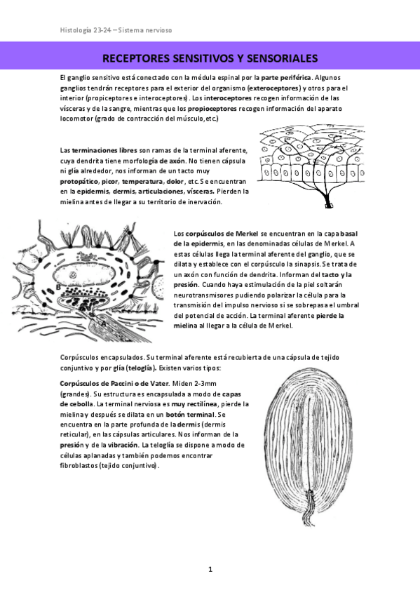Miniatura del documento RECEPTORES-SENSITIVOS-Y-SENSORIALES.pdf