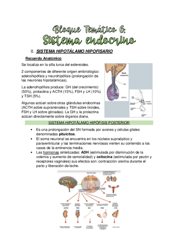 Miniatura del documento TEMA-6.-SISTEMA-ENDOCRINO.pdf