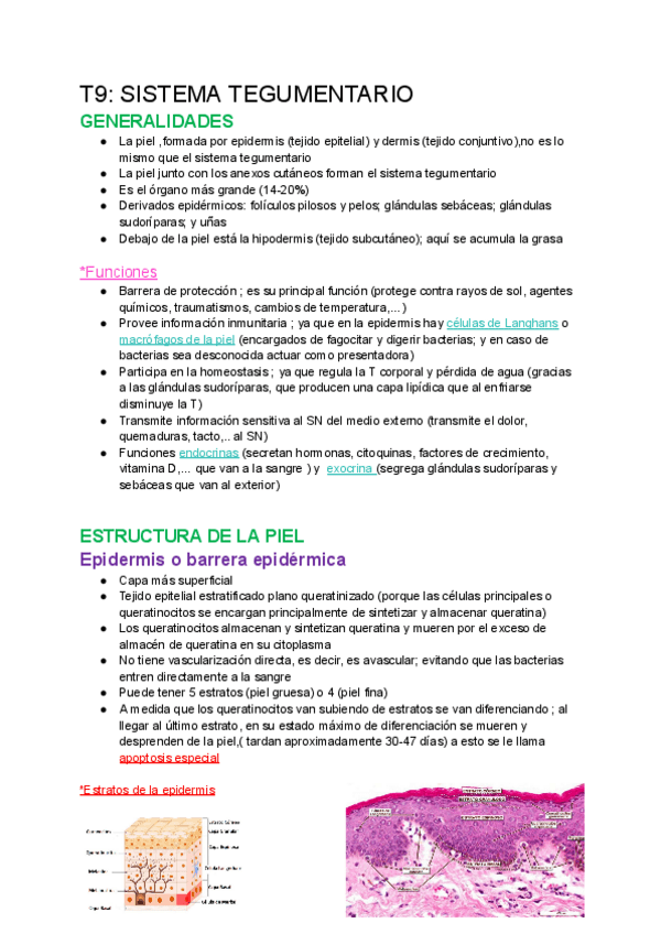 Miniatura del documento T9-SISTEMA-TEGUMENTARIO.pdf