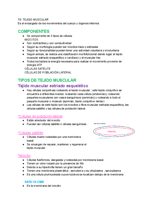 Miniatura del documento T6-TEJIDO-MUSCULAR.pdf
