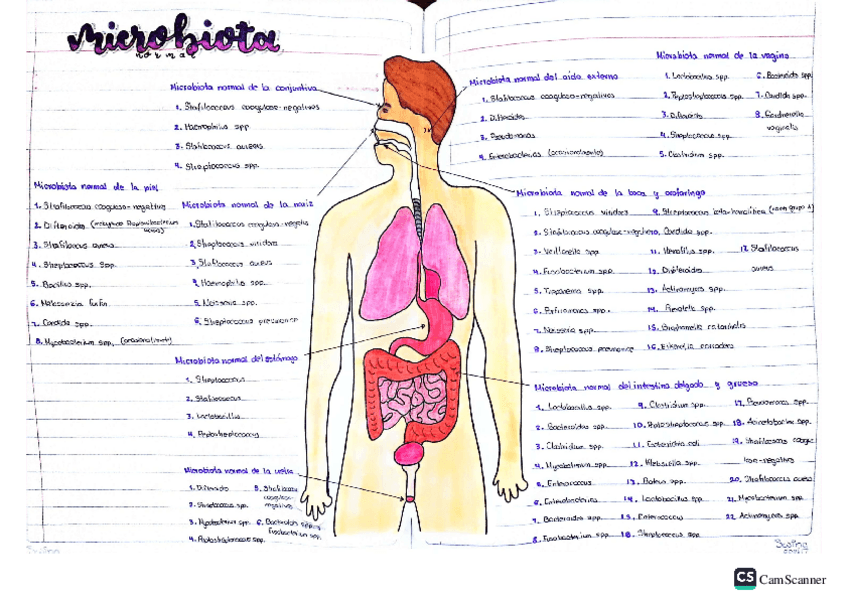 Miniatura del documento Microbiota-Microbiologia.pdf