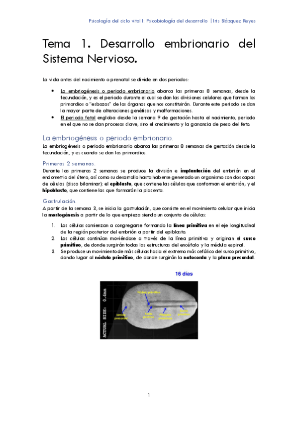 Miniatura del documento TEMA 1. DESARROLLO EMBRIONARIO DEL SISTEMA NERVIOSO.pdf