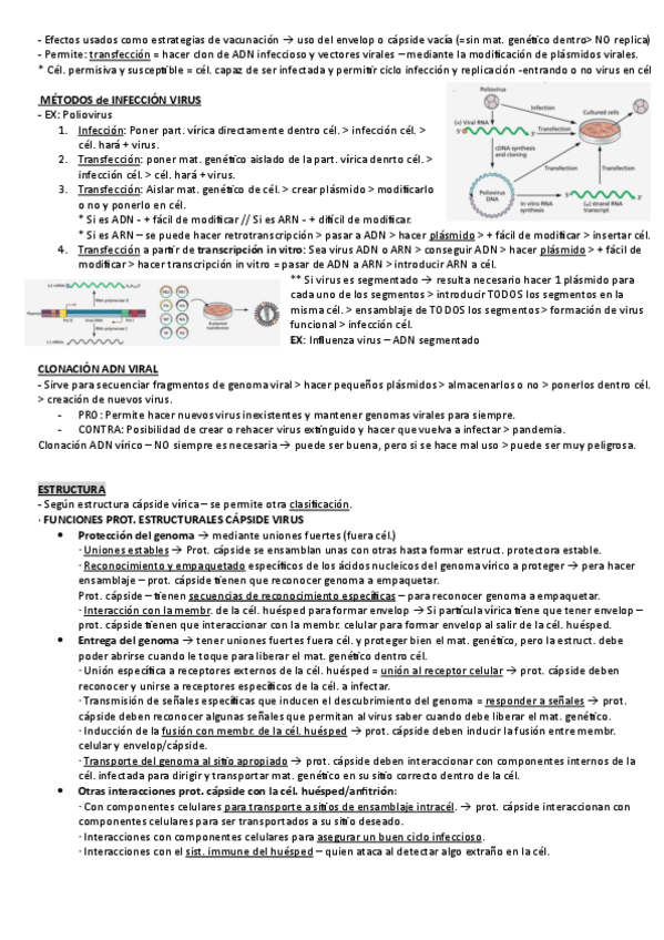 Miniatura del documento T5-Virus-II.pdf
