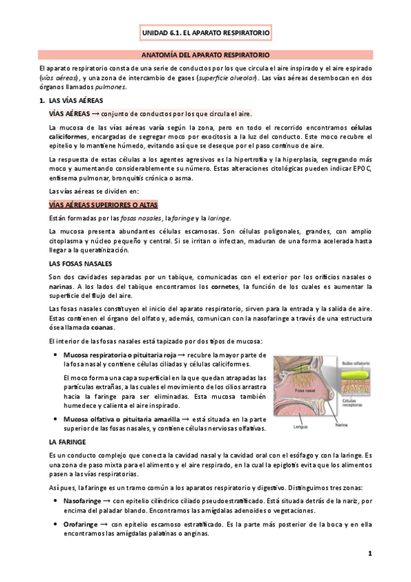 Miniatura del documento UNIDAD-6.1.-EL-APARATO-RESPIRATORIO.pdf