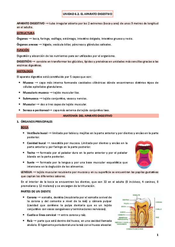 Miniatura del documento UNIDAD-6.2.-EL-APARATO-DIGESTIVO.pdf