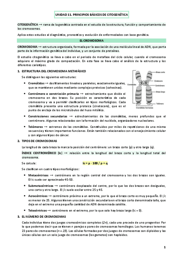 Miniatura del documento UNIDAD-11.-PRINCIPIOS-BASICOS-DE-CITOGENETICA.pdf