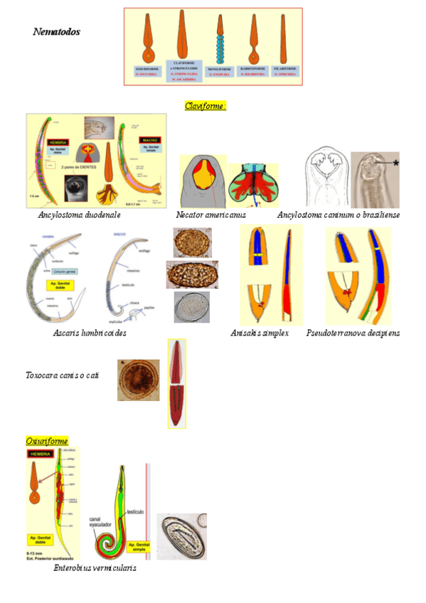 Miniatura del documento Dibujos-Nematodos.pdf