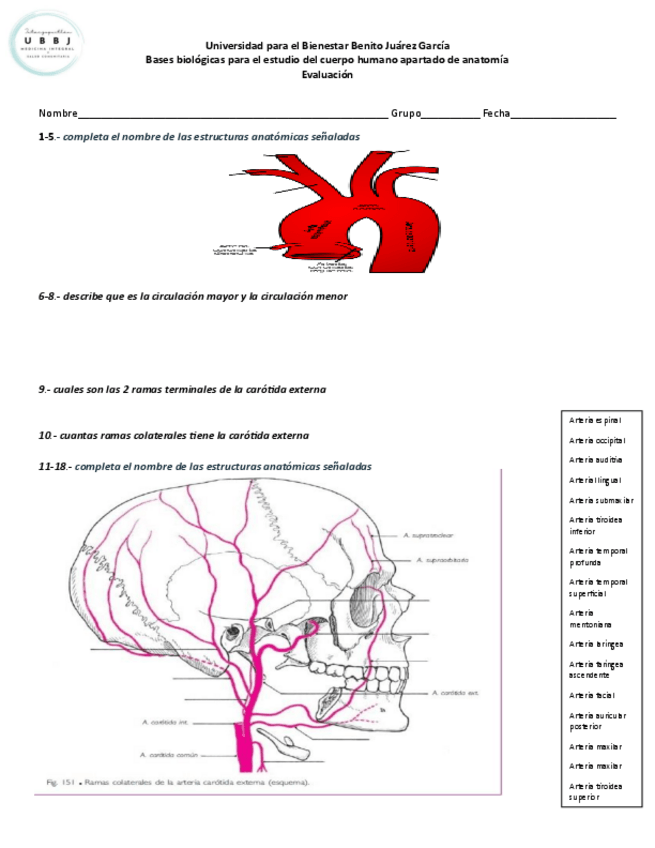 Miniatura del documento examen-anatomia-arterias-y-venas-de-cabeza-y-cuello.pdf