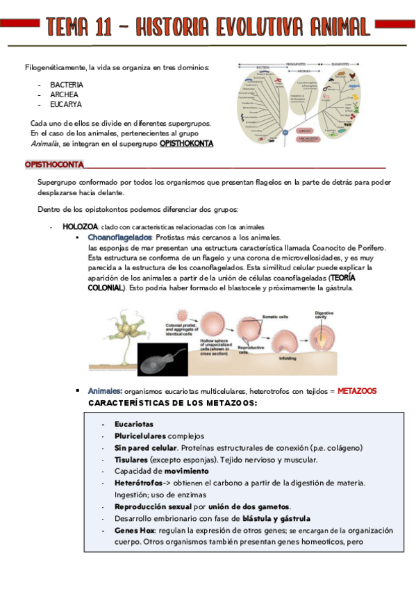 Miniatura del documento Diversidad-Zoologia-COMPLETOS-2o-cuatri.pdf