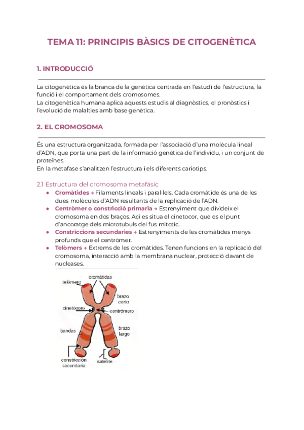 Miniatura del documento TEMA-11-PRINCIPIS-BASICS-DE-CITOGENETICA.pdf